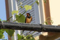 Barn Swallow