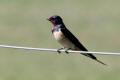 Barn Swallow