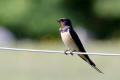 Barn Swallow