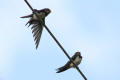 Barn Swallow