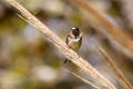 Barn Swallow