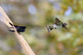 Barn Swallow