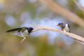 Barn Swallow