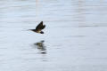 Barn Swallow