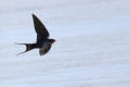 Barn Swallow