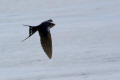 Barn Swallow