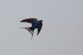 Barn Swallow