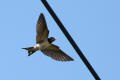 Barn Swallow