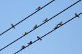 Barn Swallow