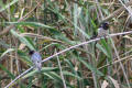 Barn Swallow