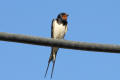 Barn Swallow