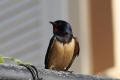 Barn Swallow