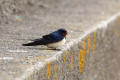 Barn Swallow