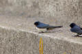 Barn Swallow