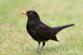 Blackbird