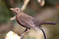 Blackbird image from gardenbirdwatching.com