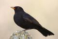 Blackbird image from gardenbirdwatching.com