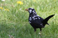 Black and White Blackbird