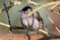 Blackcap