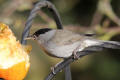 Blackcap