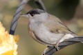 Blackcap