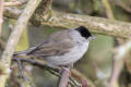 Blackcap