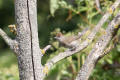 Blackcap