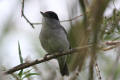 Blackcap