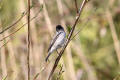 Blackcap