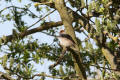 Blackcap