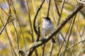 Blackcap