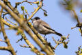 Blackcap