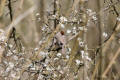 Blackcap