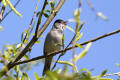 Blackcap singing