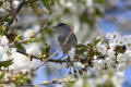 Blackcap