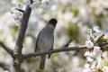 Blackcap