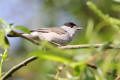 Blackcap