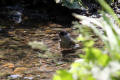 Blackcap