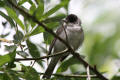 Blackcap