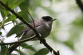 Blackcap