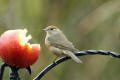 Blackcap