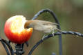 Blackcap