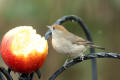 Blackcap