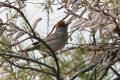 Blackcap