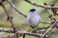 Blackcap