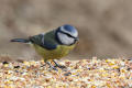 Blue Tit