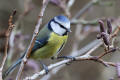 Blue Tit