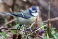 Blue Tit image from gardenbirdwatching.com