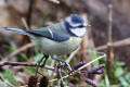 Blue Tit