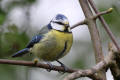 Blue Tit